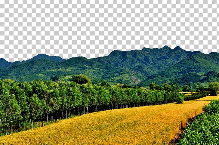 Mount Scenery Village At The Foot Of The Mountain Wheat PNG, Clipart, Agriculture, Crop, Farm, Foot, Grass Free PNG Download