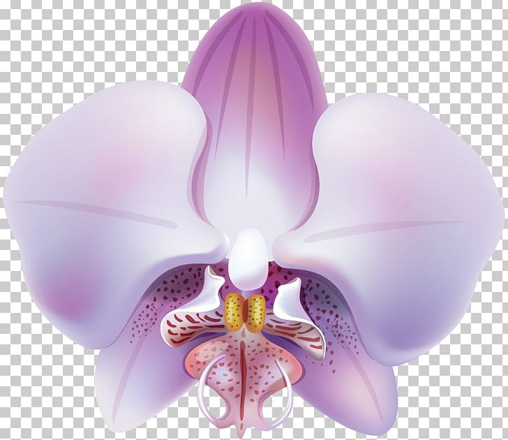Orchids PNG, Clipart, Blog, Clipart, Clip Art, Computer Wallpaper, Flower Free PNG Download