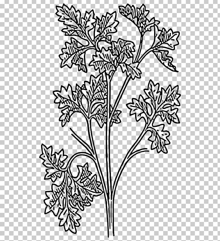 Parsley Drawing Herb PNG, Clipart, Area, Art, Black And White, Botanical Illustration, Branch Free PNG Download