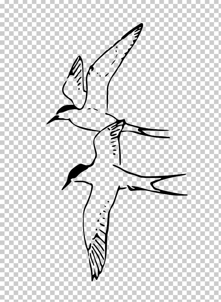 Bird Arctic Fox Beak Arctic Tern PNG, Clipart, Anatidae, Animals, Antarctic, Arctic, Arctic Fox Free PNG Download
