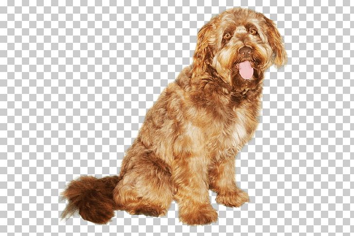 Cockapoo Otterhound Wirehaired Pointing Griffon Schnoodle Cavapoo PNG, Clipart, Breed, Carnivoran, Cavapoo, Cockapoo, Companion Dog Free PNG Download