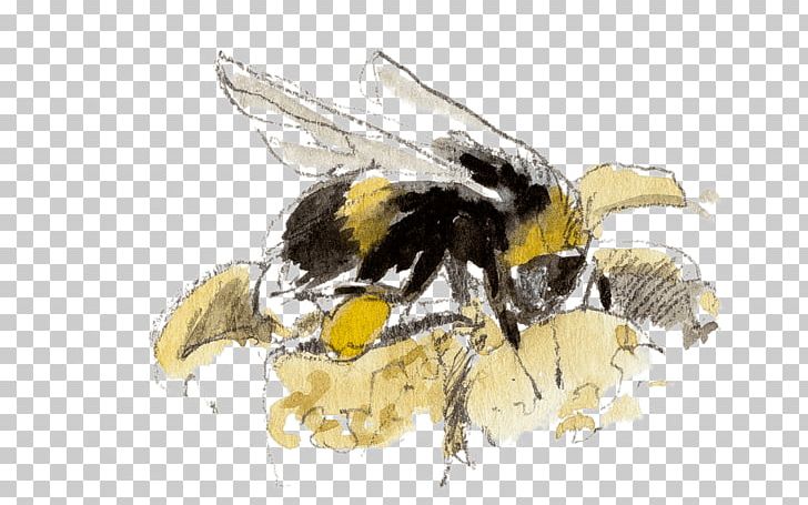 Honey Bee Bumblebee PNG, Clipart, Arthropod, Bee, Bumblebee, Honey, Honey Bee Free PNG Download