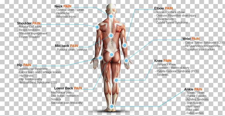Muscle Hip Shoulder Knee PNG, Clipart, Abdomen, Art, Conditions, Diagram, Hip Free PNG Download