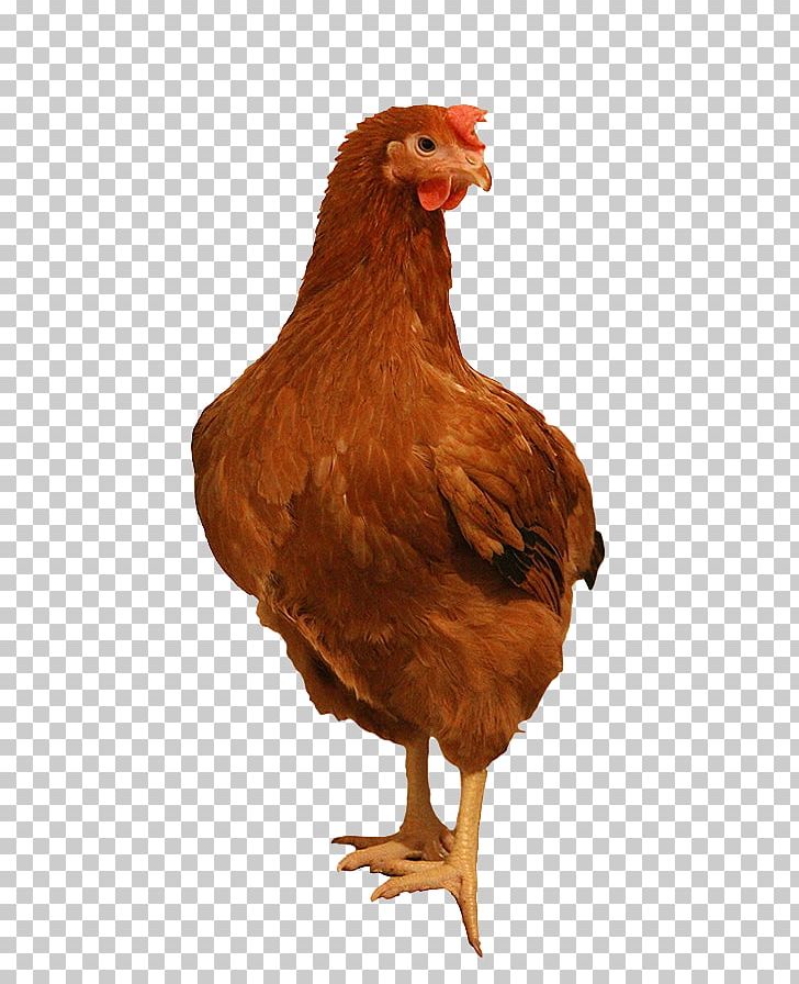 Rooster Leghorn Chicken Rhode Island Red Sussex Chicken Plymouth Rock Chicken PNG, Clipart, Chicken Chicken, Chicken Farm, Leghorn Chicken, Plymouth Rock Chicken, Rhode Island Red Free PNG Download