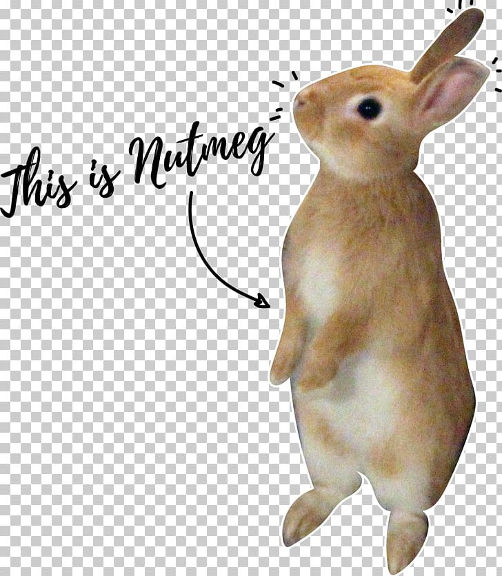 Domestic Rabbit Hare EMPOWERMENT LLC Rodent PNG, Clipart, Coaching, Corporation, Domestic Rabbit, Empowerment, Fauna Free PNG Download