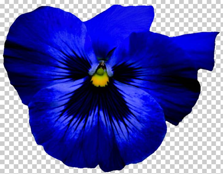 Pansy Flower Blue Violet Petal PNG, Clipart, Blue, Bud, Cobalt Blue, Color, Electric Blue Free PNG Download