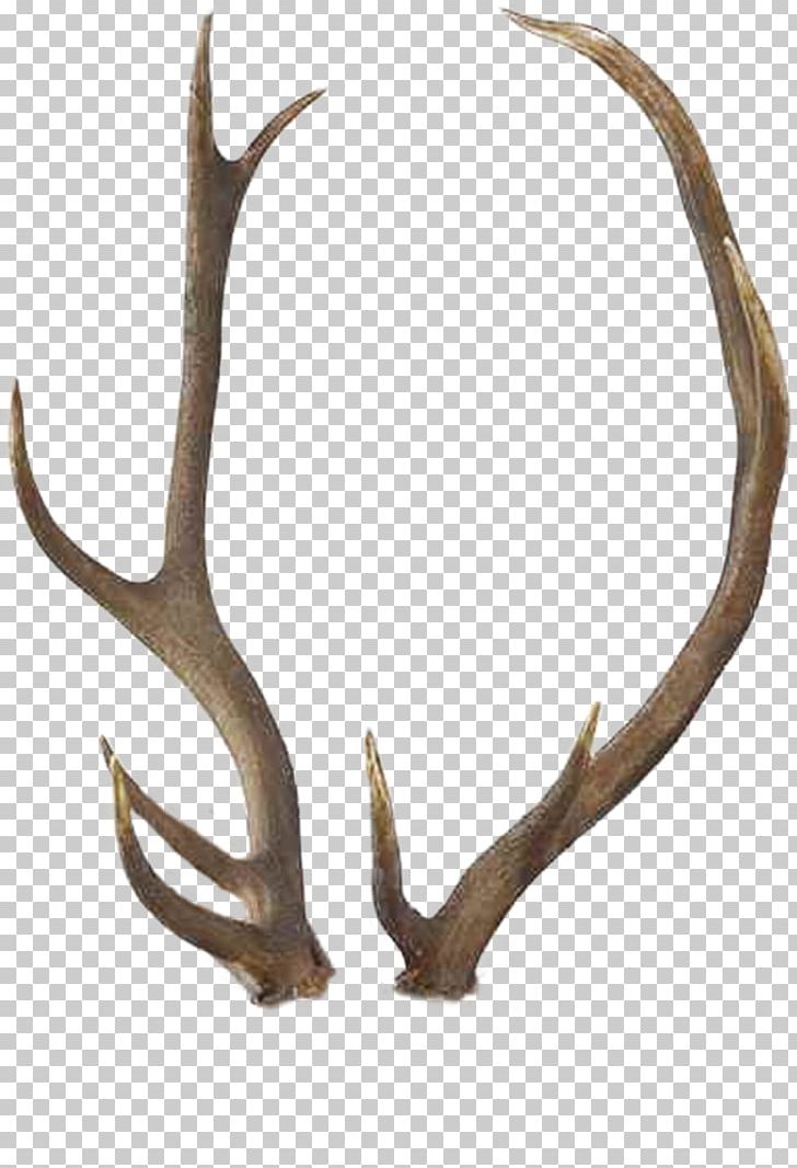 Reindeer Antler Elk White-tailed Deer PNG, Clipart, Animal Product, Antler, Cartoon, Deer, Deer Horn Free PNG Download