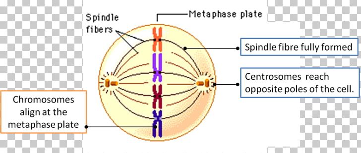 Cell Cycle Interphase Spindle Apparatus DNA PNG, Clipart, Angle, Area, Cell, Cell Cycle, Circle Free PNG Download