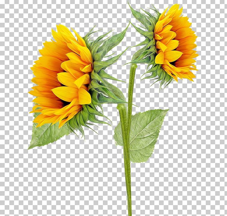Common Sunflower Sunflowers PNG, Clipart, Annual Plant, Calendula, Clip Art, Common Sunflower, Cut Flowers Free PNG Download