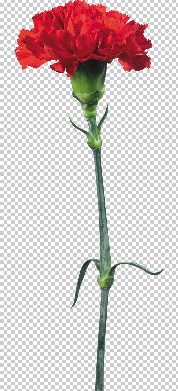Kryddernellike Flower Carnation PNG, Clipart, Annual Plant, Cut Flowers, Dianthus, Digital Image, Floral Design Free PNG Download