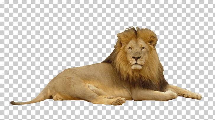 Lion Portable Network Graphics Desktop Cougar PNG, Clipart, Animals, Big Cats, Carnivoran, Cartoon, Cat Free PNG Download