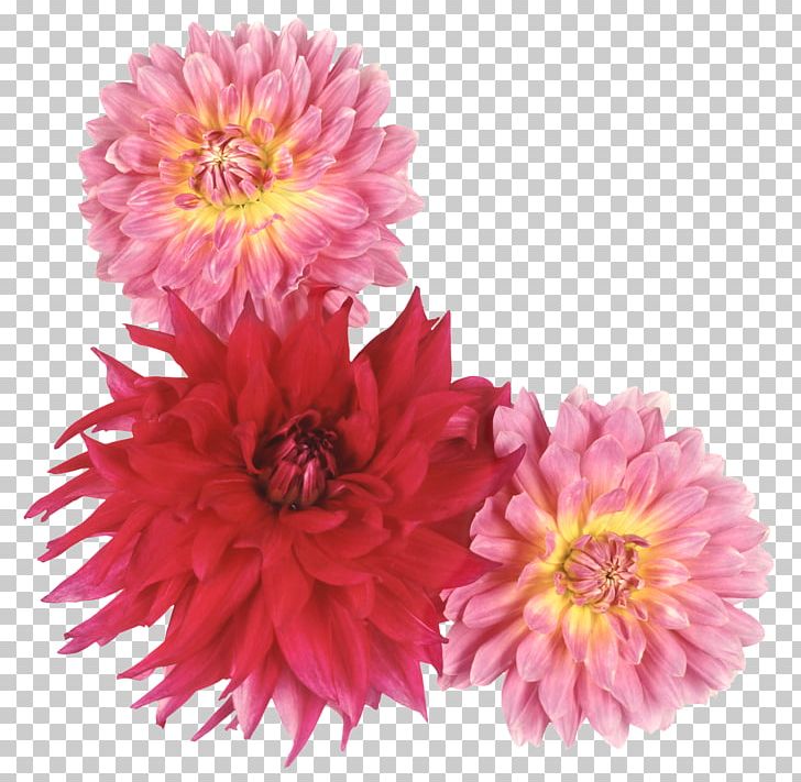 Dahlia Cut Flowers Photography PNG, Clipart, Annual Plant, Aster, Blue Rose, Chrysanths, Cut Flowers Free PNG Download