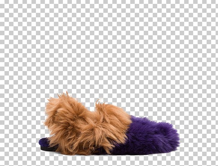 Dog Breed Slipper Puppy PNG, Clipart, Animals, Breed, Crossbreed, Dog, Dog Breed Free PNG Download