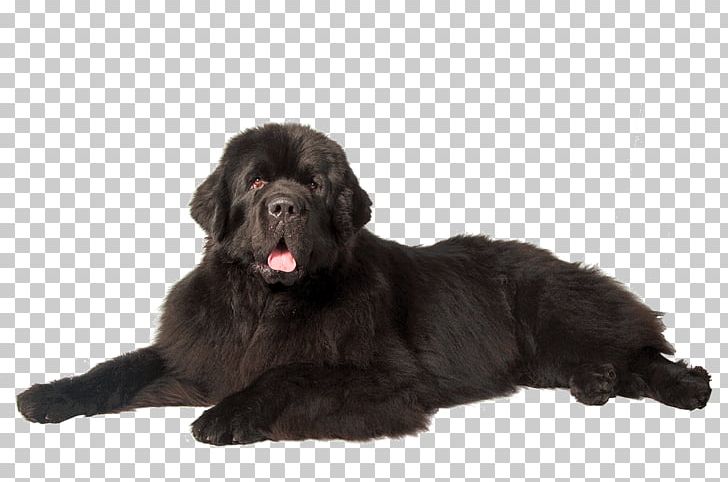 Dogs PNG, Clipart, Dogs Free PNG Download