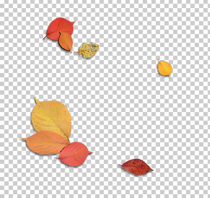 Maple Leaf Autumn PNG, Clipart, Adobe Illustrator, Christmas Decoration, Color, Deciduous, Decoration Free PNG Download
