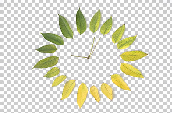 Maple Leaf Computer File PNG, Clipart, Branch, Circle, Clock, Copyright, Creative Free PNG Download