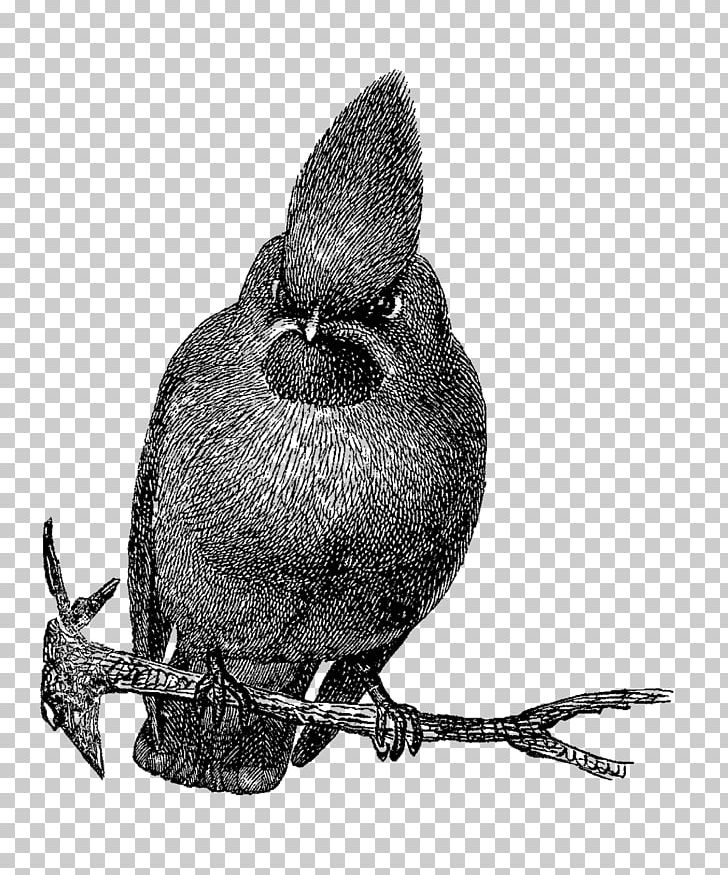 Bird Drawing Black And White PNG, Clipart, Animals, Beak, Bird, Black And White, Bohemian Waxwing Free PNG Download
