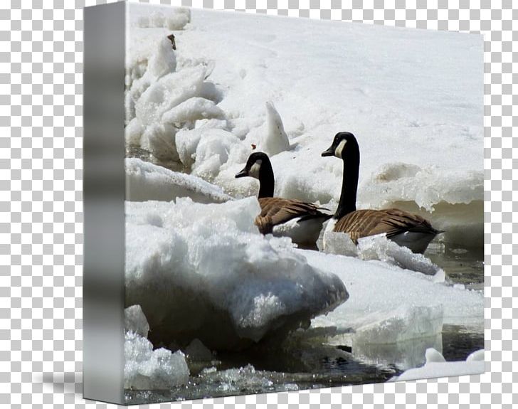 Duck Goose Cygnini 09738 Douchegordijn PNG, Clipart, 09738, Arctic, Beak, Bird, Canada Goose Free PNG Download