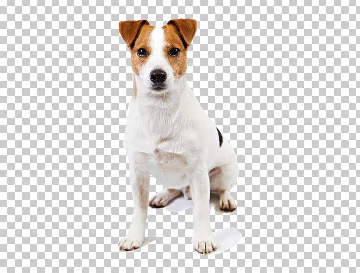 Jack Russell Terrier Parson Russell Terrier Smooth Fox Terrier Great Pyrenees PNG, Clipart, American Kennel Club, Animals, Carnivoran, Companion Dog, Dog Breed Free PNG Download