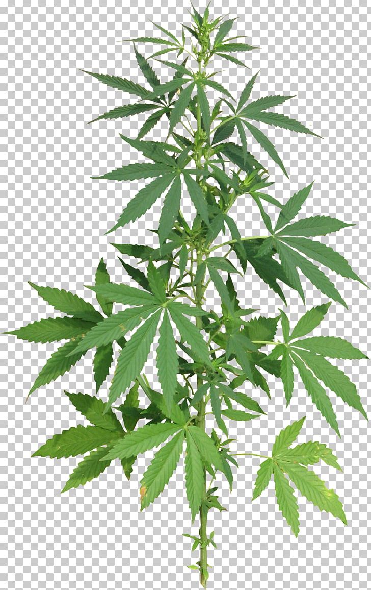 Medical Cannabis Hemp Drug PNG, Clipart, Animals, Cannabis, Cannabis Cultivation, Cannabis Smoking, Drug Free PNG Download