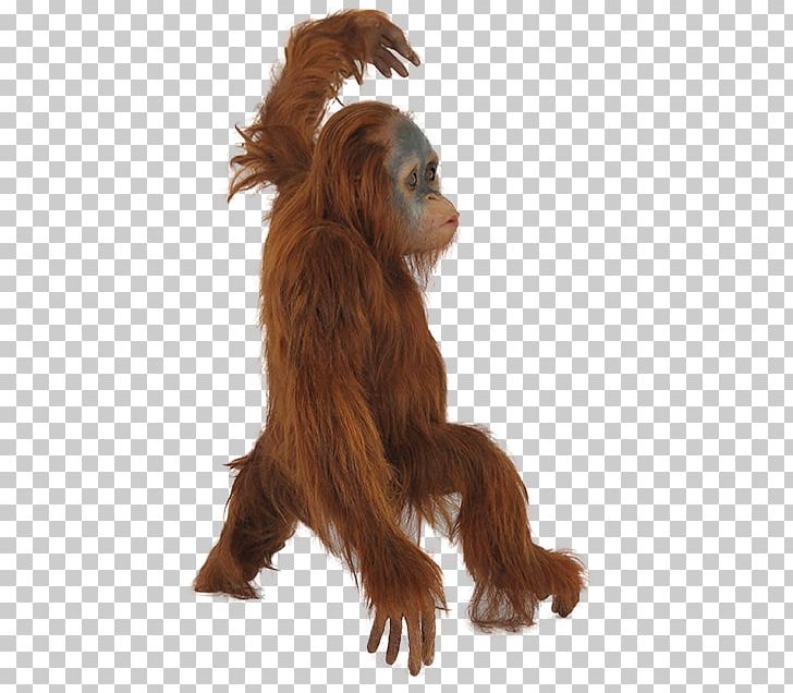 Orangutan Icon PNG, Clipart, Animal, Animals, Ape, Computer Icons, Couch Free PNG Download