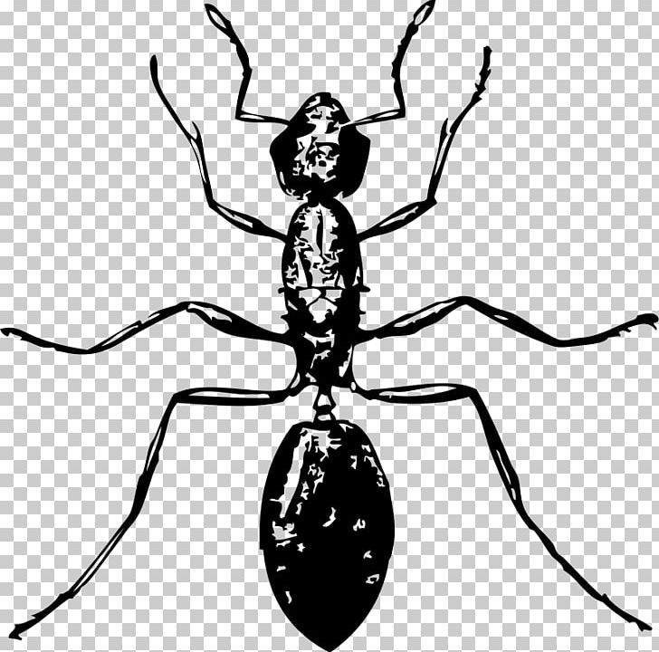 Ant Free Content Drawing PNG, Clipart, Ant, Arthropod, Black And White, Download, Drawing Free PNG Download