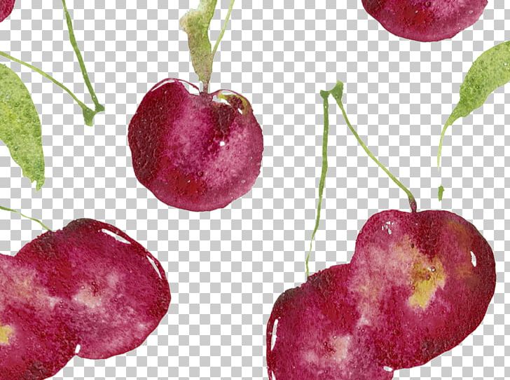 Cherry Watercolor Painting Illustration PNG, Clipart, Apple, Cherry, Cherry Blossom, Cherry Blossoms, Download Free PNG Download