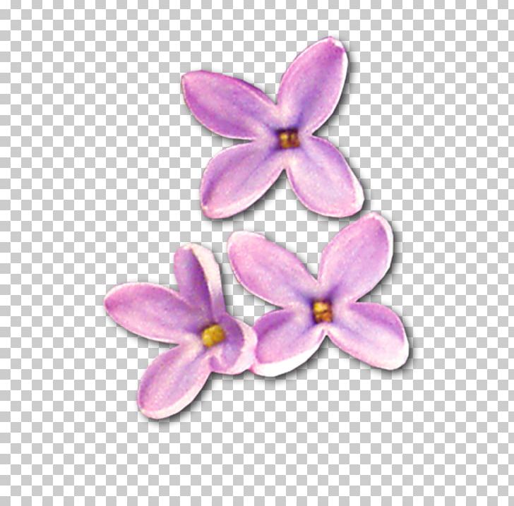 Lilac PNG, Clipart, 27 March, Clip Art, Download, Flower, Flowering Plant Free PNG Download