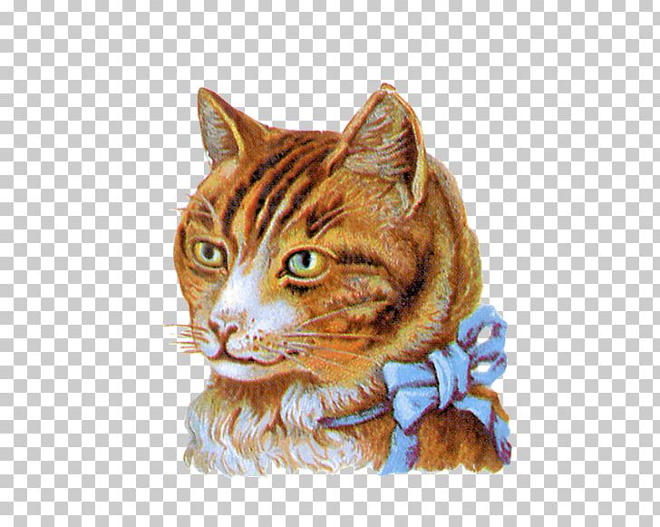 Tabby Cat Toyger California Spangled Dragon Li American Wirehair PNG, Clipart, Animals, Carnivoran, Cat, Cat Like Mammal, Domestic Short Haired Cat Free PNG Download