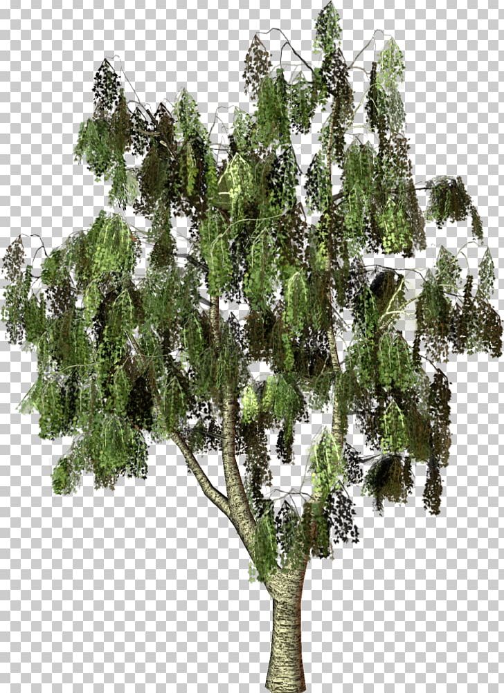 Tree Photography Light Oak PNG, Clipart, Birch, Branch, Evergreen, Green, Green Tree Free PNG Download