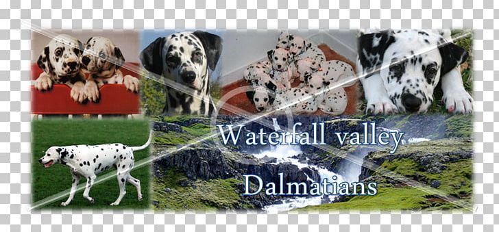 Dalmatian Dog Dairy Cattle Puppy PNG, Clipart, Animals, Cattle, Cattle Like Mammal, Collage, Dairy Free PNG Download