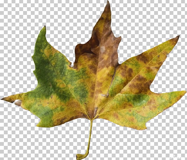Maple Leaf RAR PNG, Clipart, Archive File, Leaf, Leaves, Maple Leaf, Nature Free PNG Download
