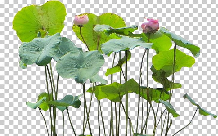 Nelumbo Nucifera Aquatic Plants Flower PNG, Clipart, Annual Plant, Aquatic Animal, Aquatic Plants, Centella, Flora Free PNG Download