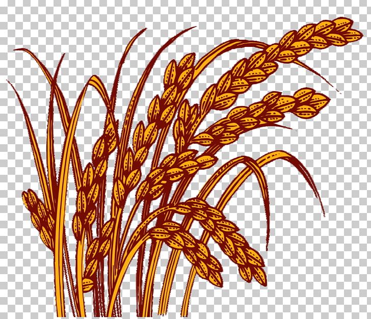 Rice PNG, Clipart, Adobe Illustrator, Brown, Brown Background, Brown Rice, Commodity Free PNG Download