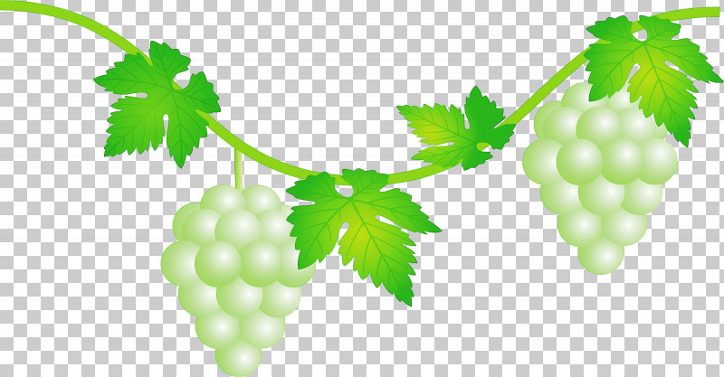 Grape Grapes Fruit PNG, Clipart, Currant, Flower, Food, Fruit, Grape Free PNG Download