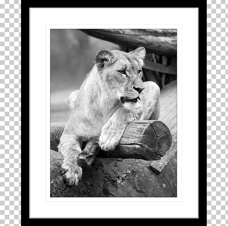 Lion Cat Tiger Felidae Wildlife PNG, Clipart, Animal, Big Cat, Big Cats, Black And White, Carnivoran Free PNG Download
