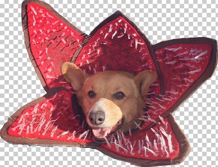 Pembroke Welsh Corgi Demogorgon Halloween Costume PNG, Clipart, Carnivoran, Cosplay, Costume, Demogorgon, Dog Free PNG Download