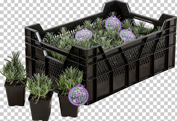English Lavender Flowerpot Herb Perennial Plant PNG, Clipart, Botany, Common Sage, Dahlia, English Lavender, Evergreen Free PNG Download