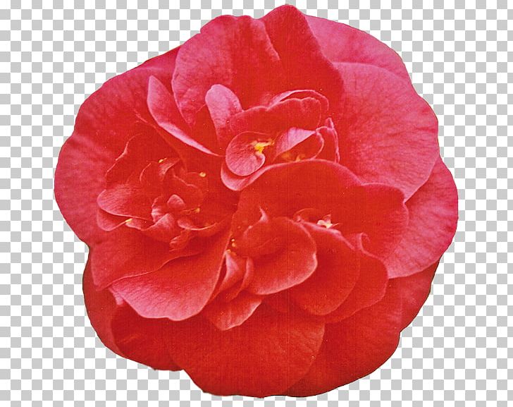 Japanese Camellia Double-flowered Pink White PNG, Clipart, Begonia, Botany, Camellia, China Rose, Color Free PNG Download