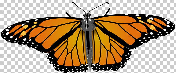 Monarch Butterfly Drawing PNG, Clipart, Animal Migration, Brush Footed Butterfly, Butterfly, Insect, Insects Free PNG Download