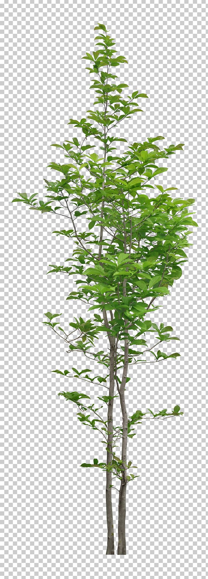 Plant PNG, Clipart, 3d Computer Graphics, Branch, Computer Software, Conifer, Download Free PNG Download