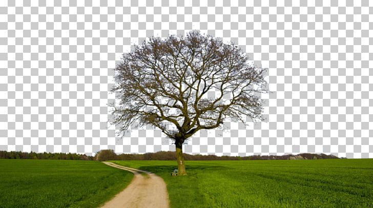 Tree Farm Desktop Landscape PNG, Clipart, 8k Resolution, 1080p, Agriculture, Branch, Computer Free PNG Download