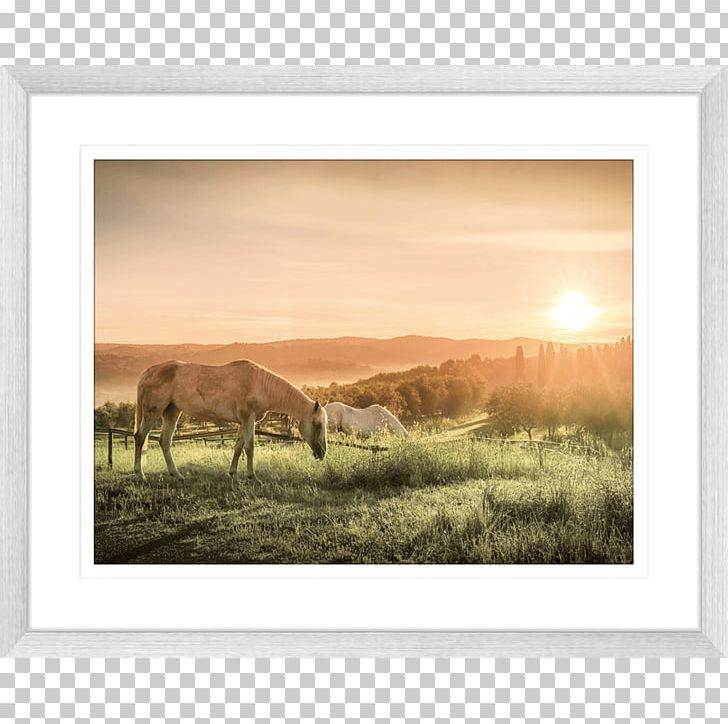 Work Of Art Frames Photography Printmaking PNG, Clipart, Animals, Art, Blue, Contemporary Art, Ecoregion Free PNG Download
