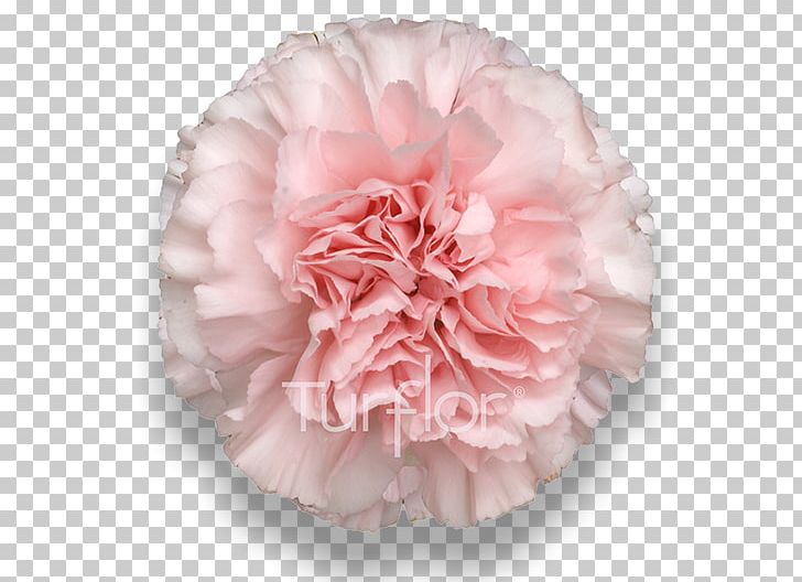 Turflor Carnation Cut Flowers Petal PNG, Clipart, Carnation, Cut Flowers, Email, Email Marketing, Fax Free PNG Download