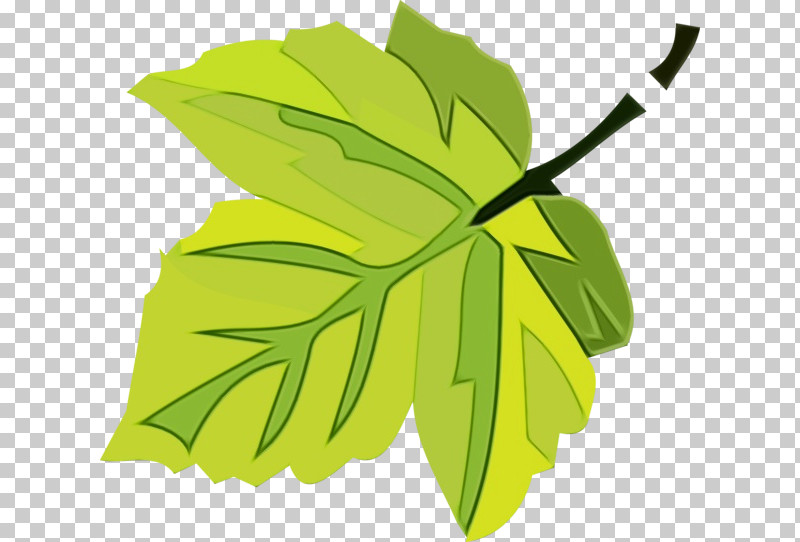 Leaf Plant Stem Flower Green Tree PNG, Clipart, Biology, Branching, Flower, Green, Leaf Free PNG Download