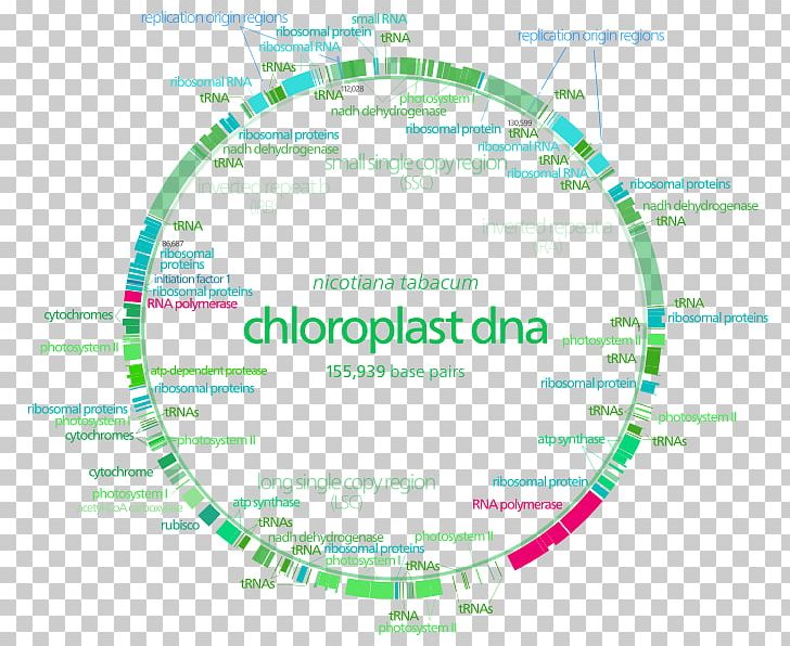 Plastome Chloroplast Non-coding DNA Cell PNG, Clipart, Area, Biochemistry, Brand, Cell, Cell Nucleus Free PNG Download
