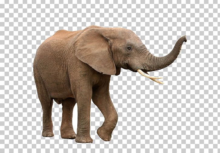 African Bush Elephant Asian Elephant African Forest Elephant Tusk PNG, Clipart, African Bush Elephant, African Elephant, Animals, Asian Elephant, Elephant Free PNG Download