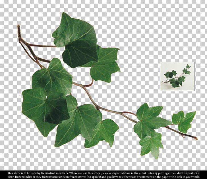 Common Ivy Leaf Plant Branch PNG, Clipart, Art, Branch, Common Ivy, Digital Media, Fatshedera Lizei Free PNG Download