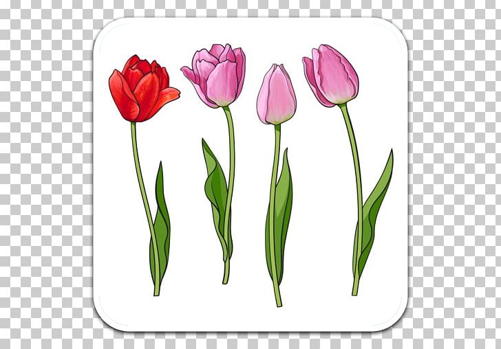 Drawing Tulip PNG, Clipart, Bud, Can Stock Photo, Cut Flowers, Draw, Drawing Free PNG Download