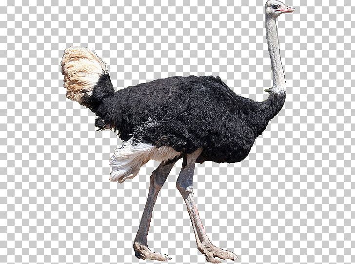Common Ostrich Bird Emu Mallard Ratite PNG, Clipart, Animals, Beak, Bird, Common Ostrich, Dinosaur Free PNG Download